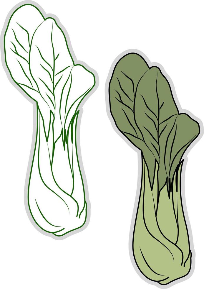 bok choy fresco, ilustración, vector sobre fondo blanco.