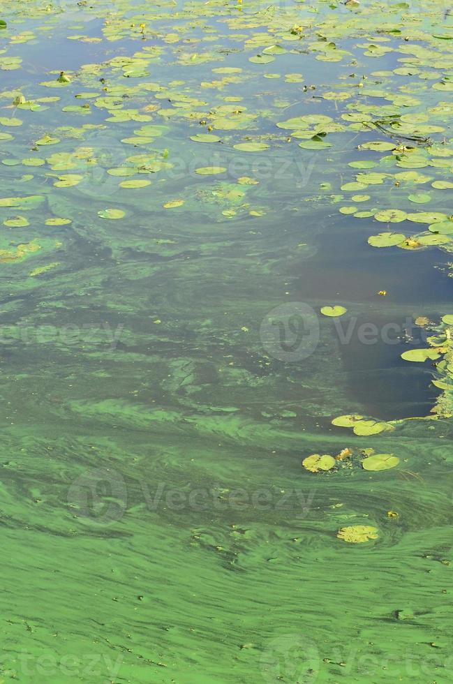 la superficie de un viejo pantano cubierto de lenteja de agua y hojas de lirio foto