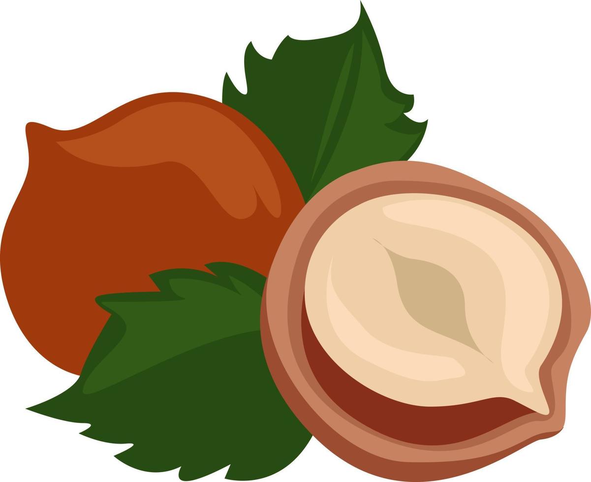 Hazelnut with leaves, illustration, vector on white background