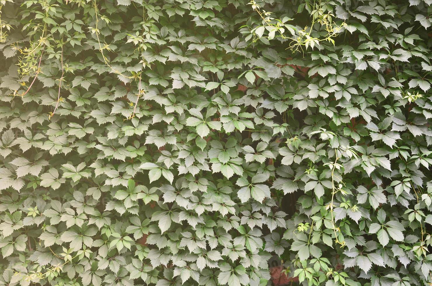 The texture of a lot of flowering green vines from wild ivy that cover a concrete wall photo