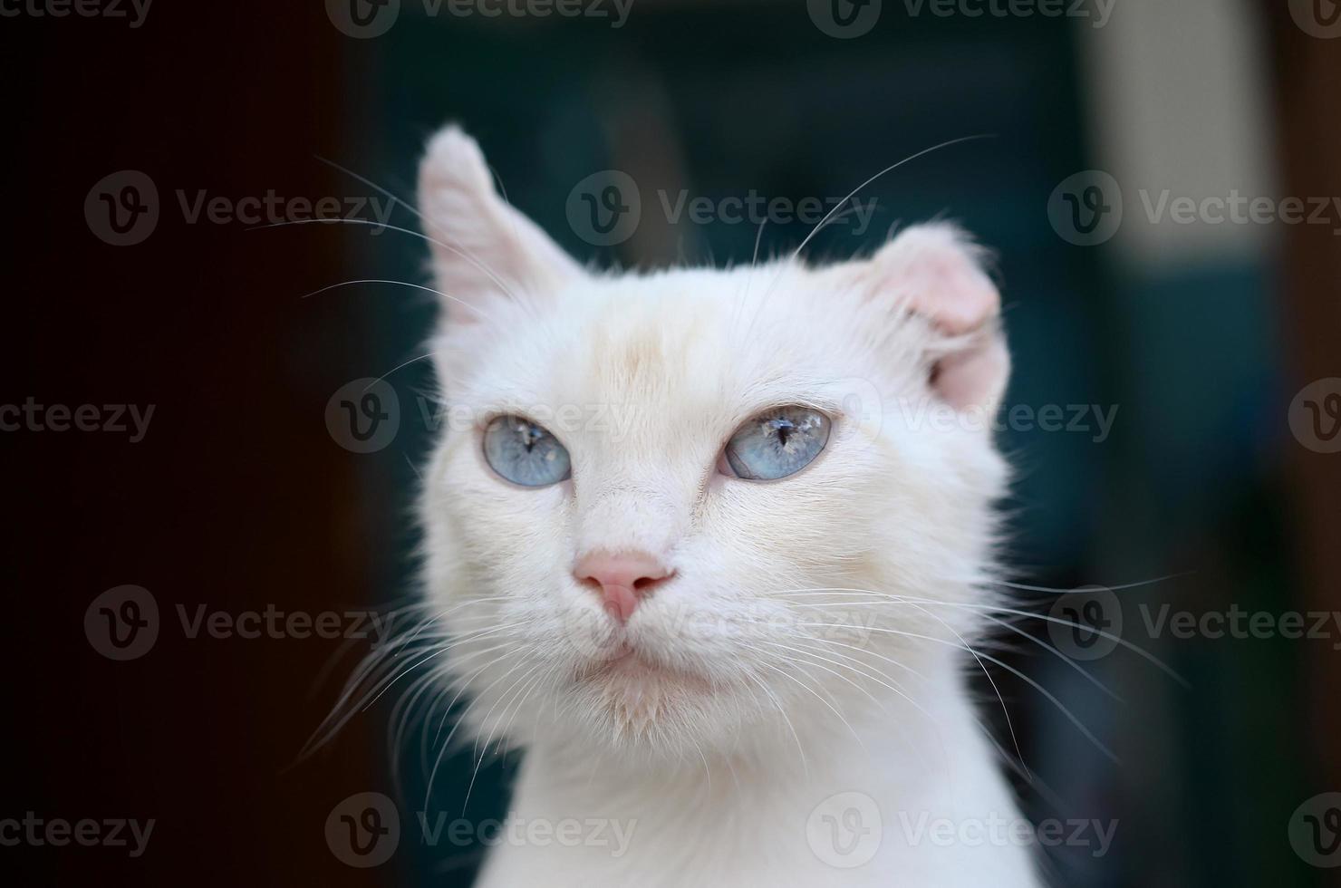 Pure white cat with turquoise blue eyes and pink defective ears photo