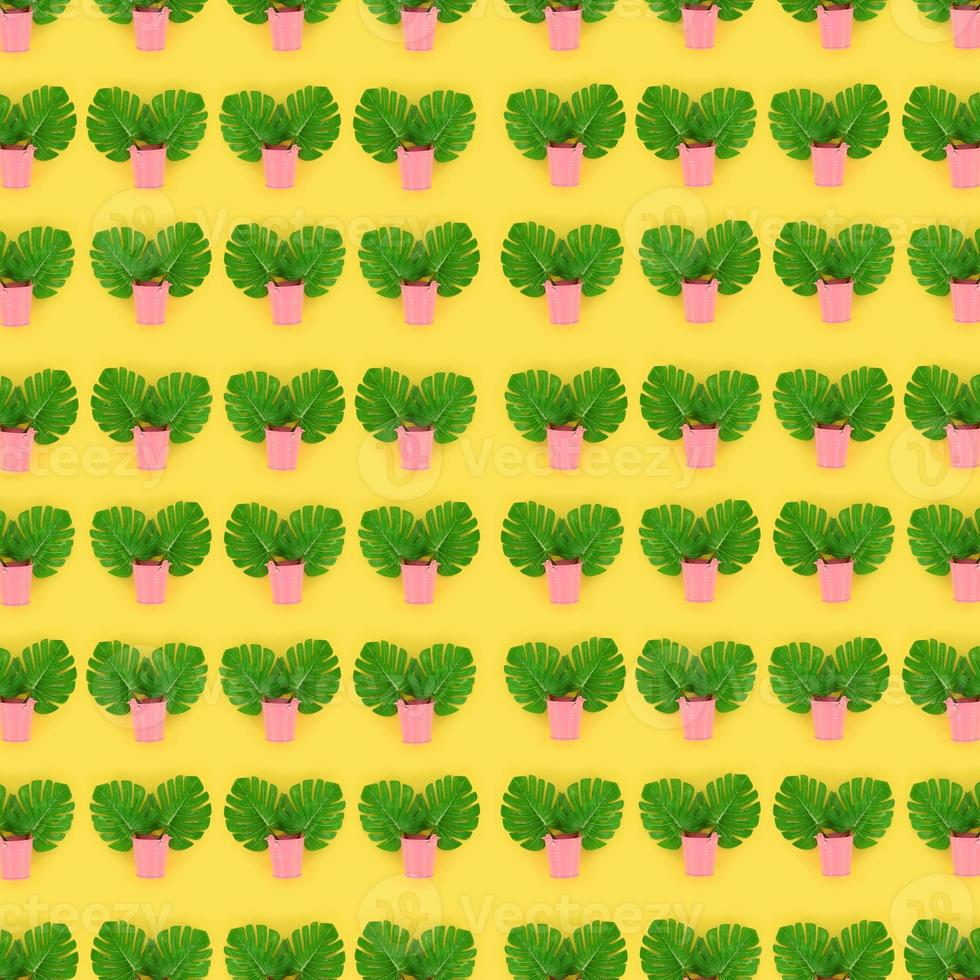 Tropical palm monstera leaves lies in a pastel pails on a colored background. Flat lay trendy minimal pattern. Top view photo