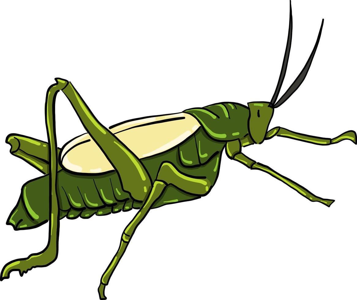Grasshopper , illustration, vector on white background