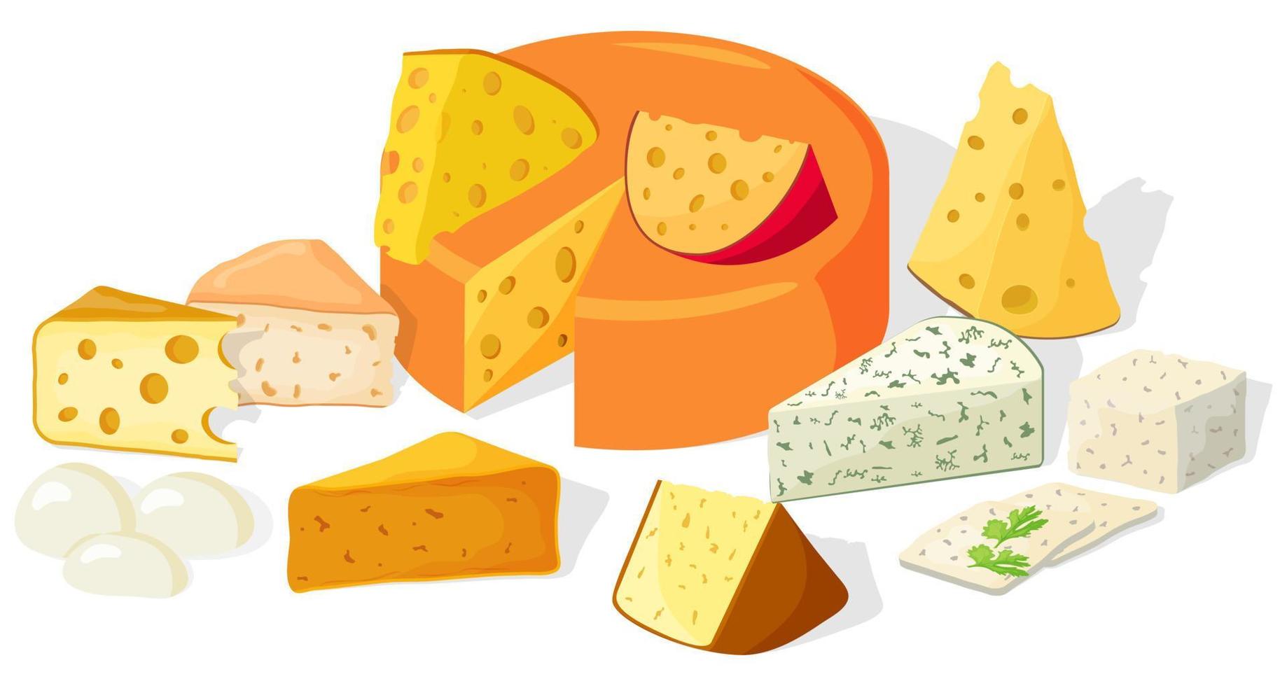 un conjunto de piezas pintorescamente dispuestas de varios quesos. cheddar, mozzarella, maasdam, brie, roquefort, gouda, feta y parmesano. cortado en triángulos y rebanadas de deliciosos quesos. vector