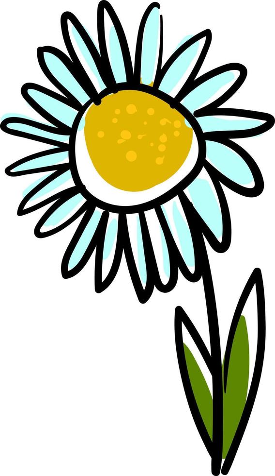 Daisy drawing, illustration, vector on white background.