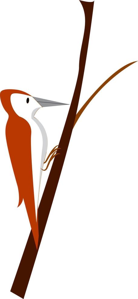 Maroon woodpecker, vector or color illustration.