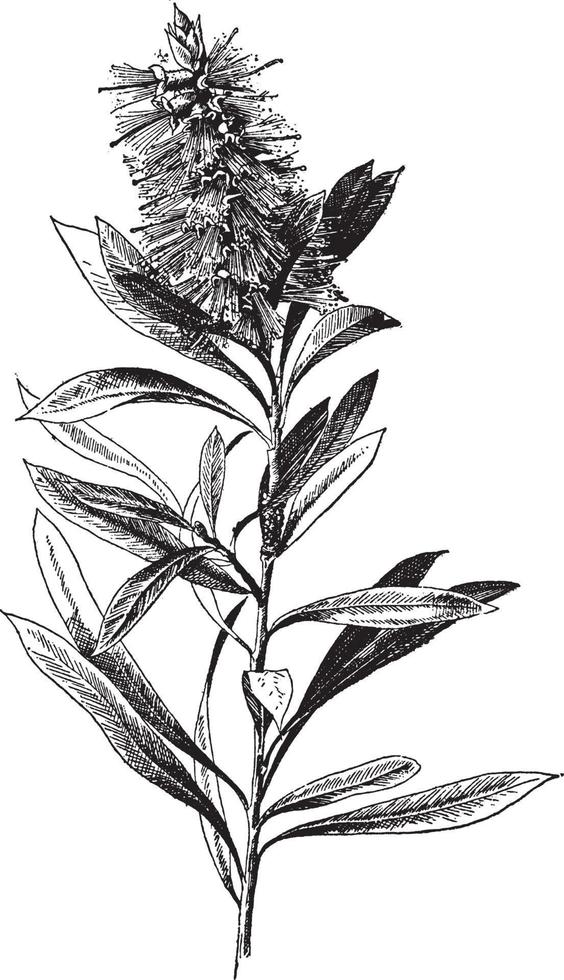 callistemon lanceolatus ilustración vintage. vector