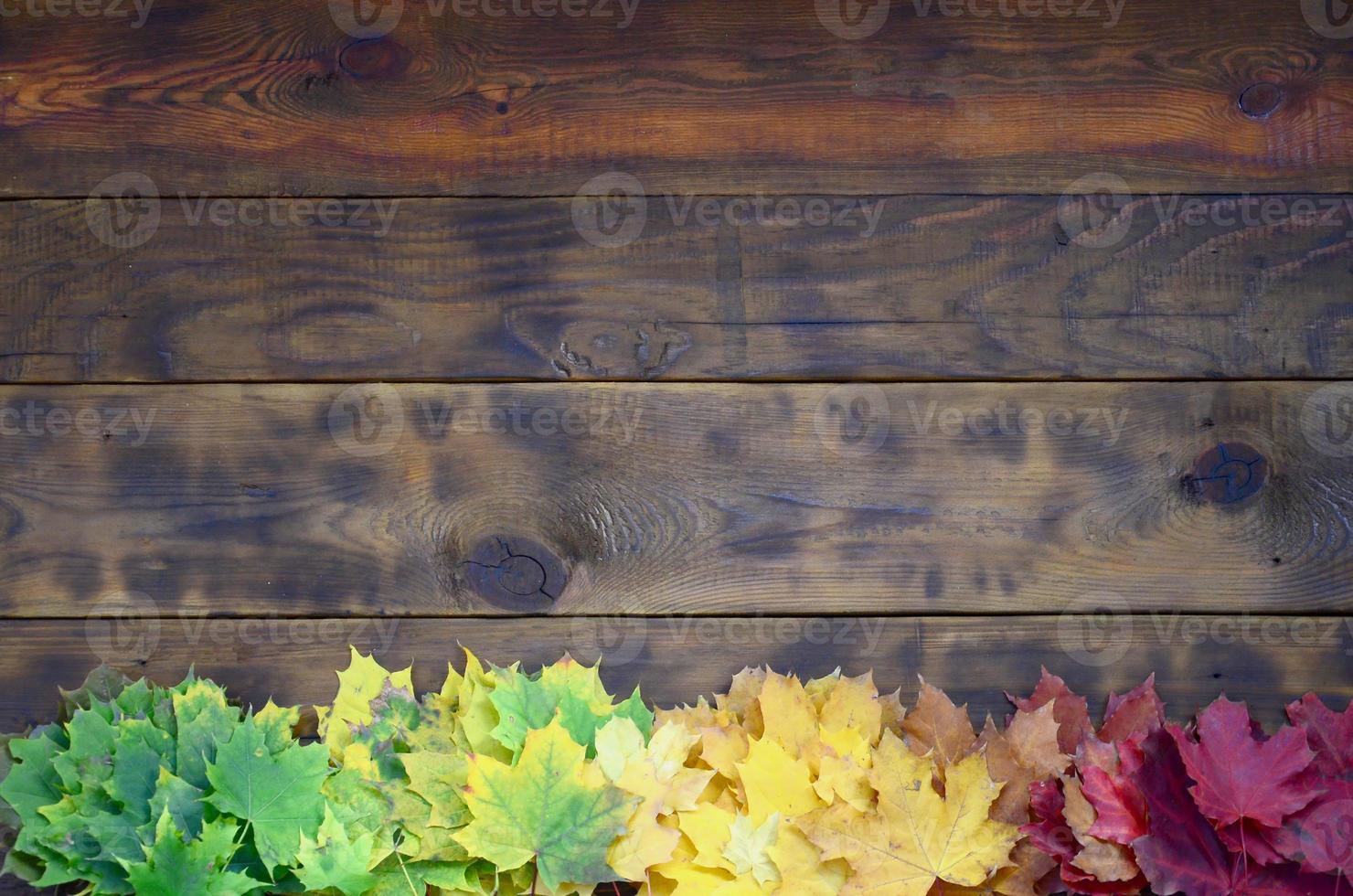 Composition of many yellowing fallen autumn leaves on a background surface of natural wooden boards of dark brown color photo