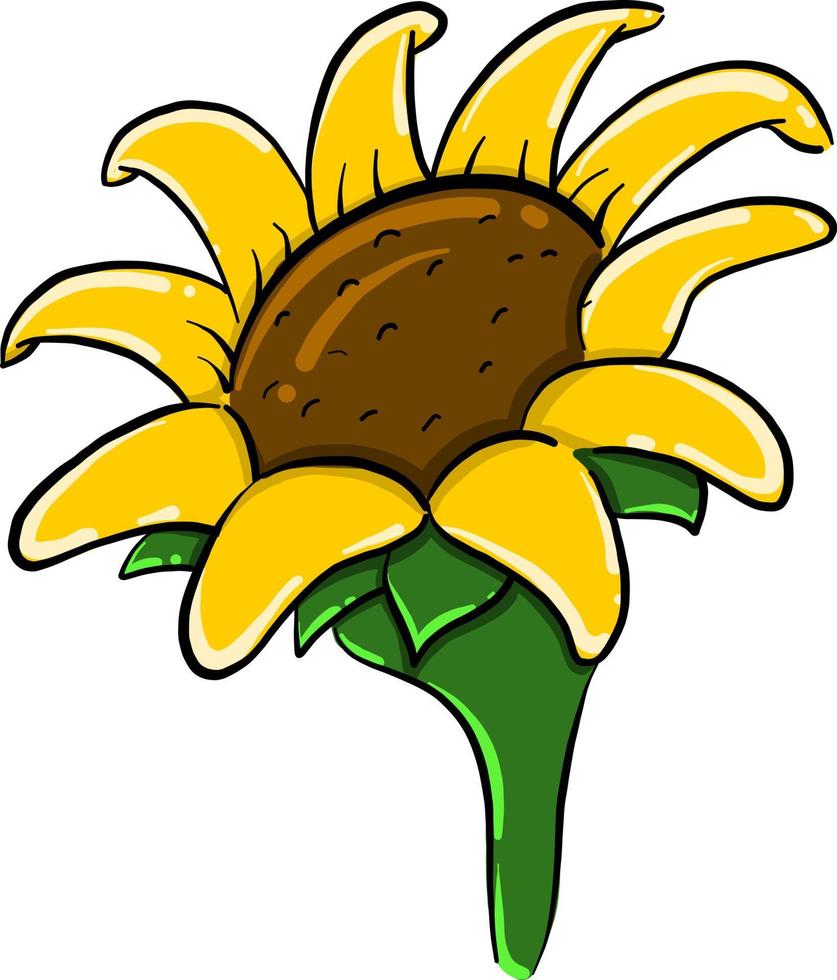 Sunflower flower , illustration, vector on white background