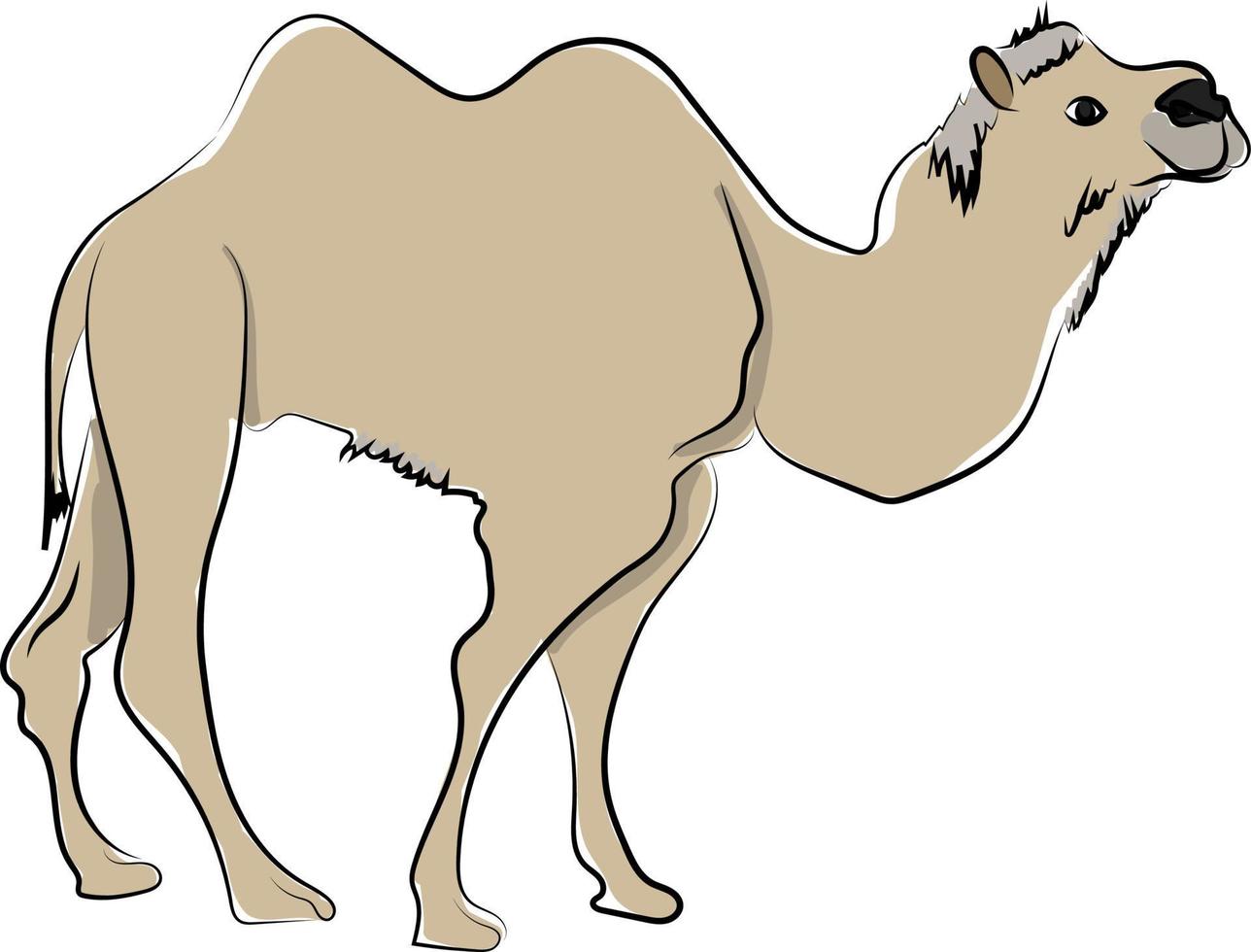 Camel in desert, illustration, vector on white background.