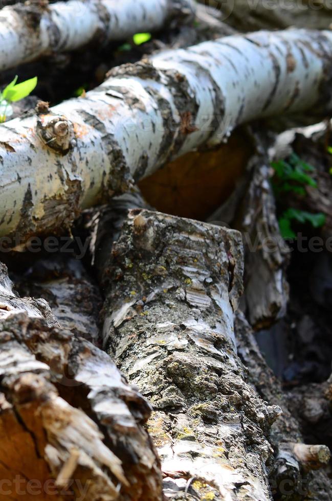 Closeup of firewood from old poplar with rough white bark photo