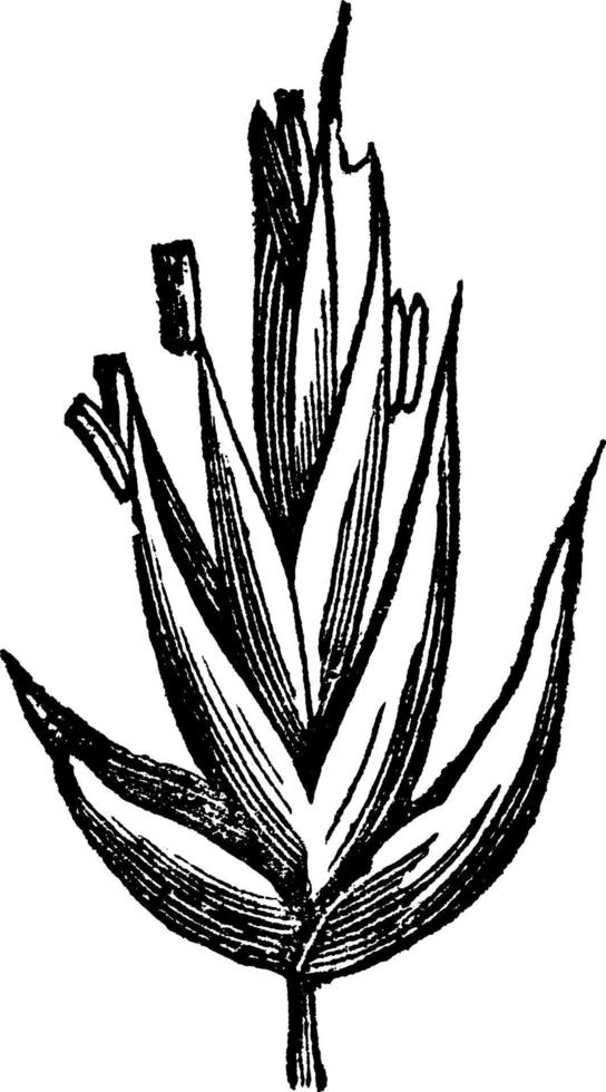 Orchard Grass vintage illustration. vector