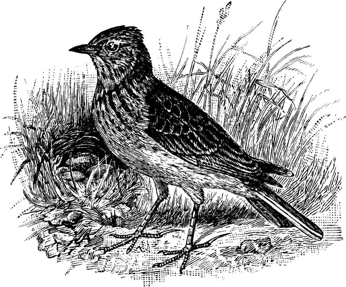 Skylark Alauda arvensis, vintage illustration vector