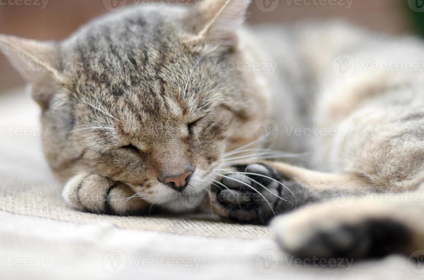 Close up of a sad and lazy tabby cat napping on the couch outdoors in evening photo