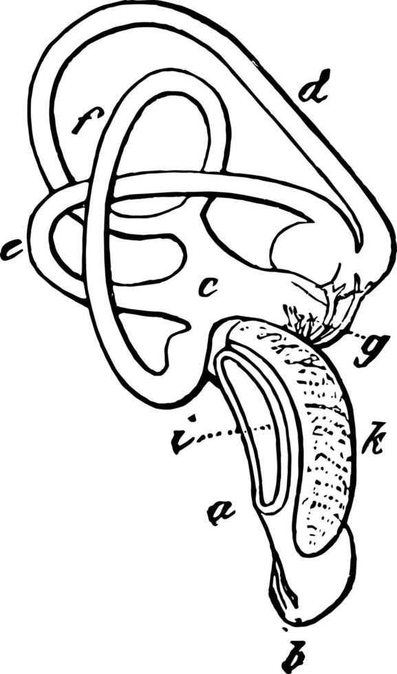 The Inner Ear of a White tailed Eagle vintage illustration. vector