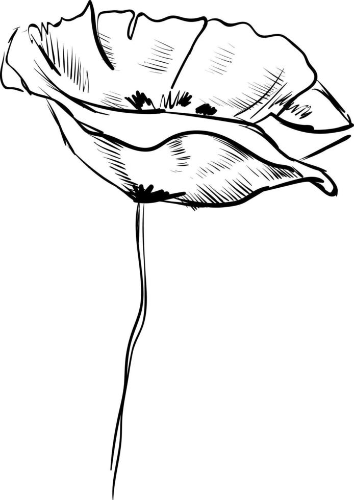 boceto de amapola, ilustración, vector sobre fondo blanco.