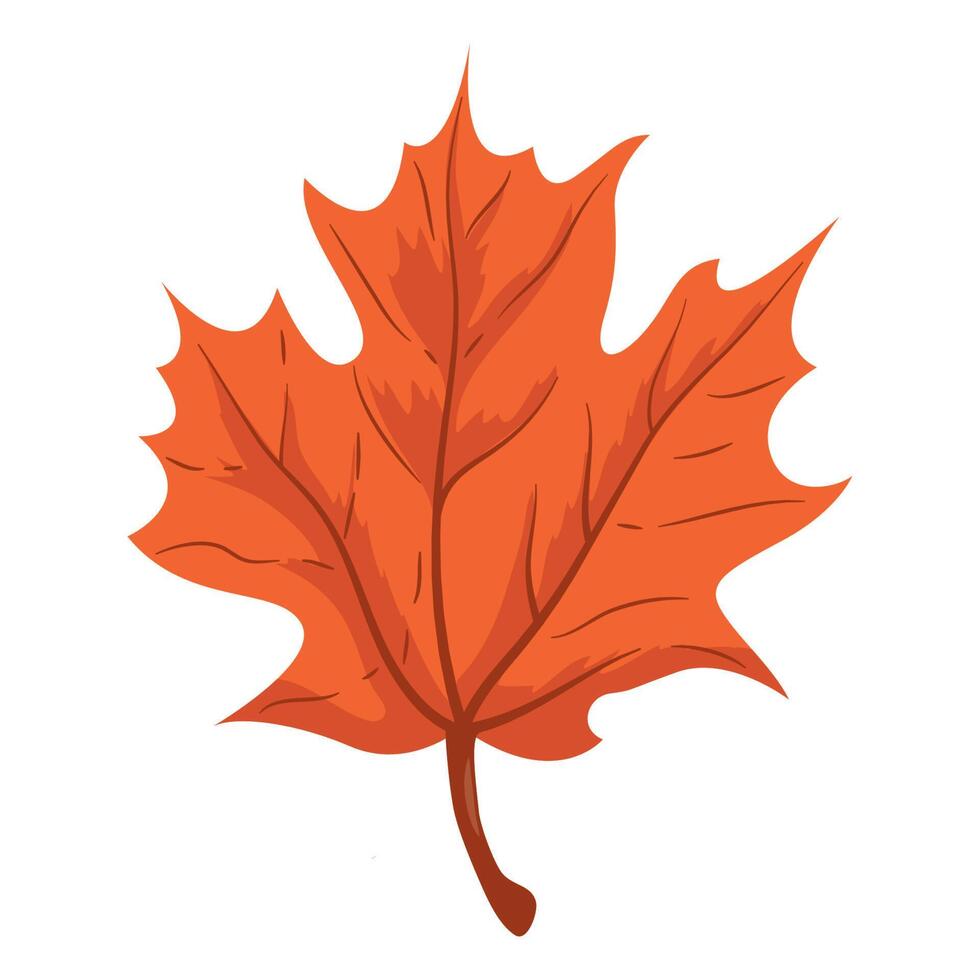 red maple leaf autumnal vector
