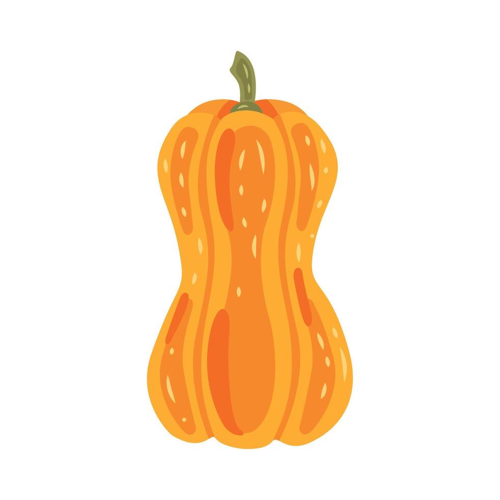 fresh pumpkin vegetable vector