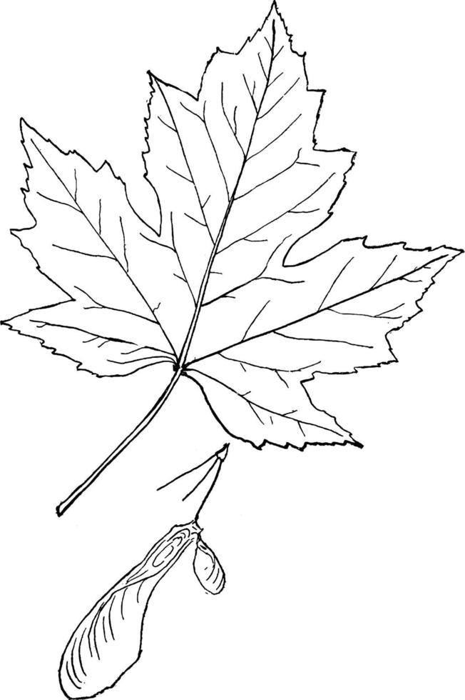 Antique illustration of maple leaf