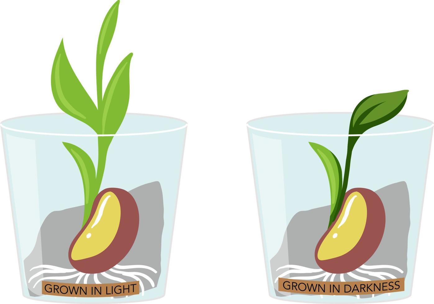 Growing plants in light and dark experiment vector