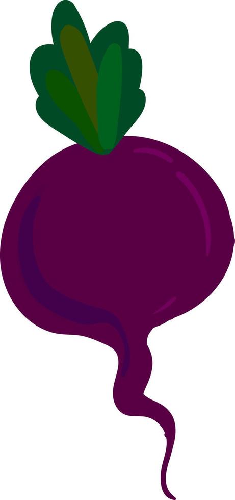 Remolacha morada, ilustración, vector sobre fondo blanco.