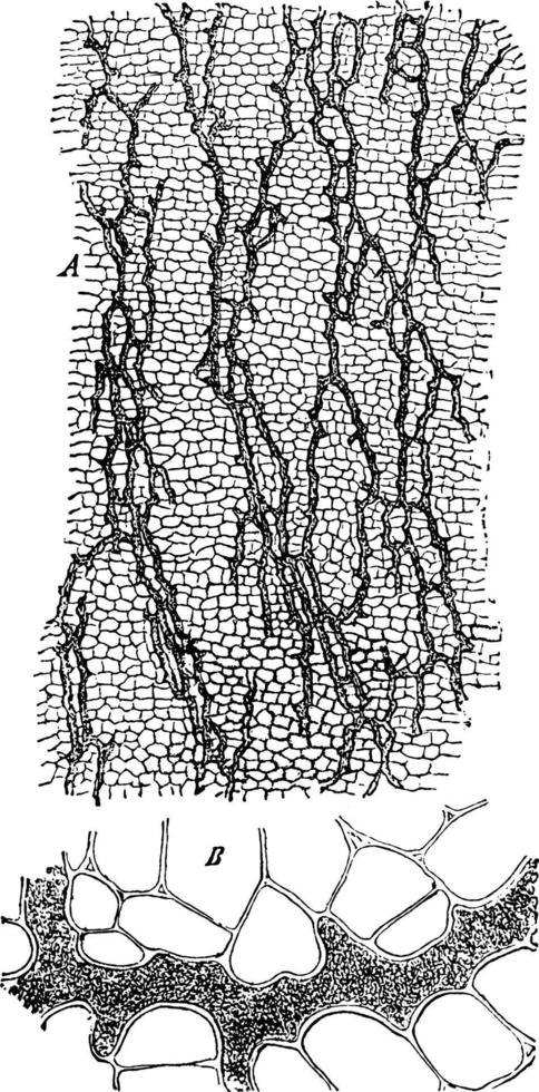 Root Vessels vintage illustration. vector