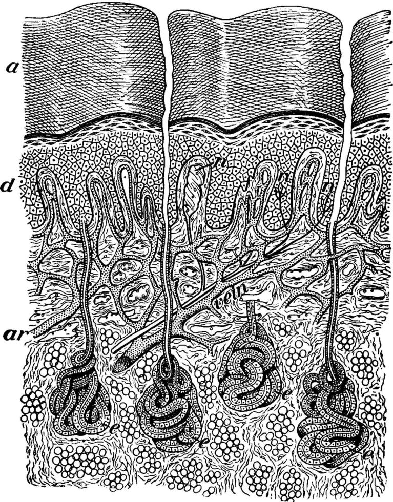 Section of the Skin, vintage illustration vector