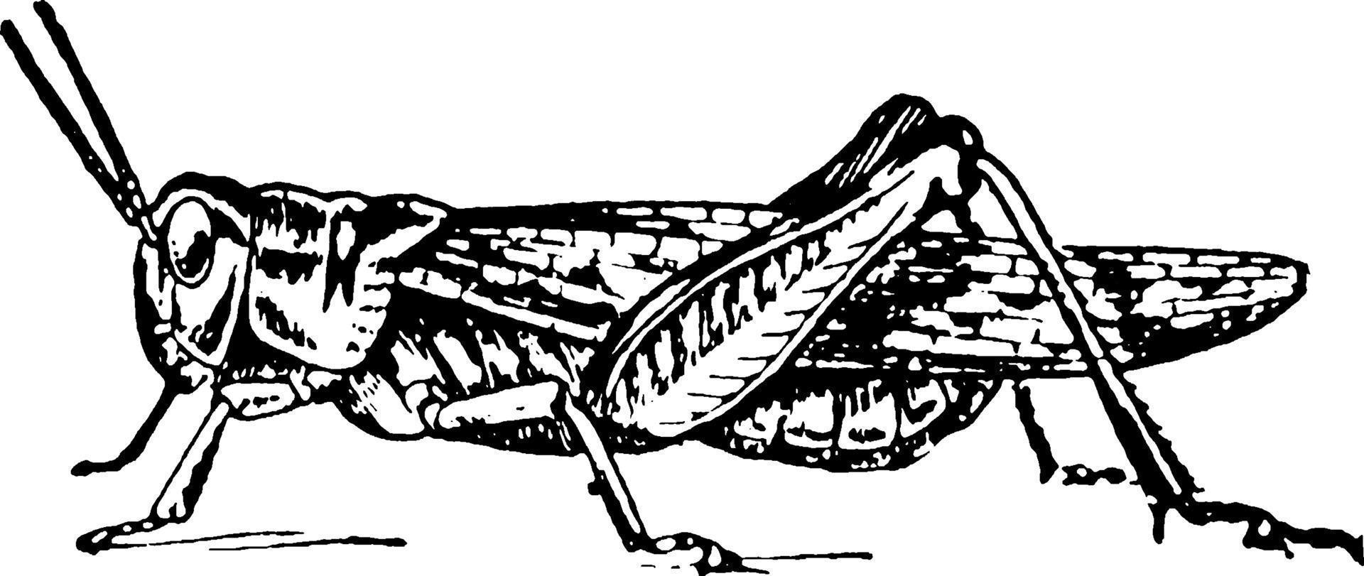 Locust development, vintage illustration. vector