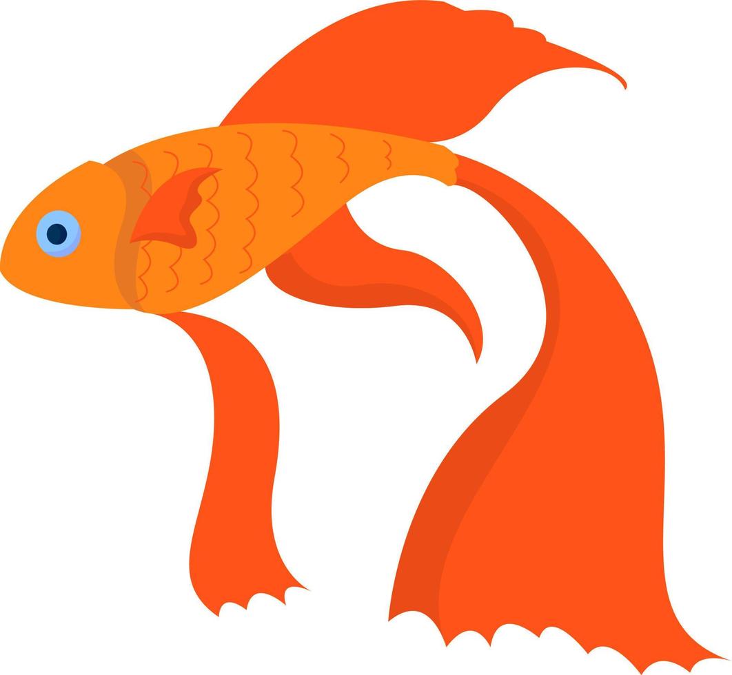Gold fish, illustration, vector on white background.