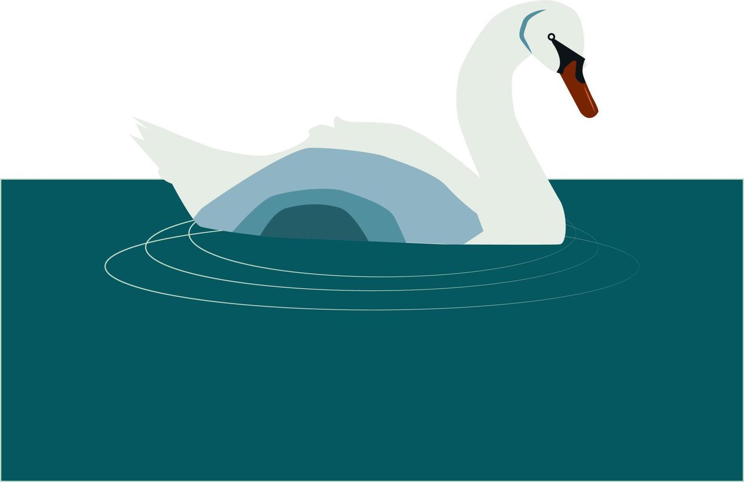 cisne en el agua, ilustración, vector sobre fondo blanco.