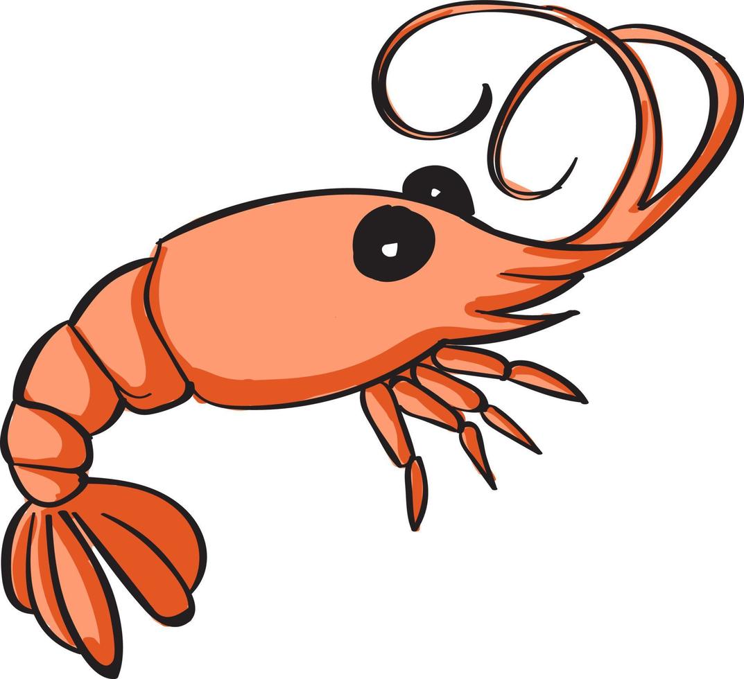 Shrimp, illustration, vector on white background.