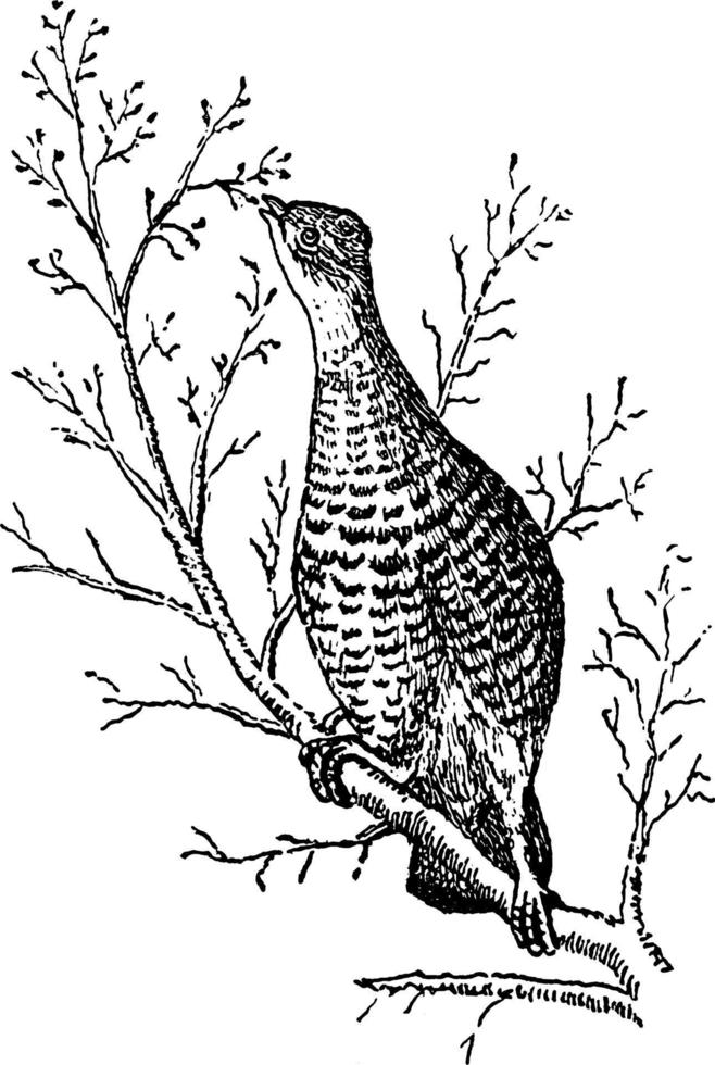 Ruffed Grouse or the partridge, vintage illustration. vector