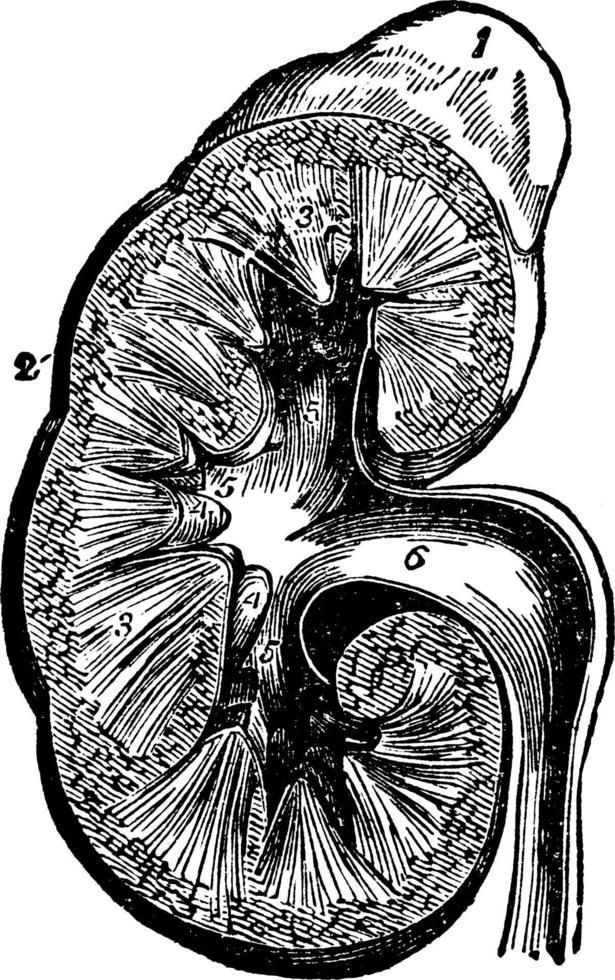 sección transversal de riñón, ilustración vintage. vector