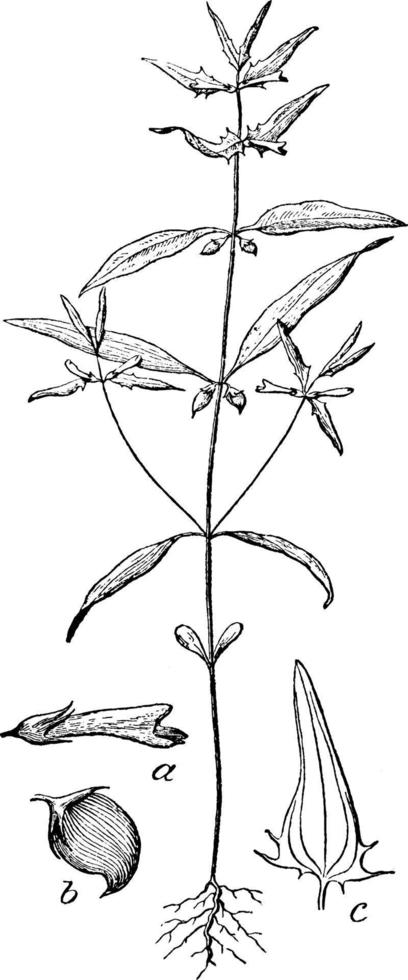 ilustración vintage de melampyrum. vector