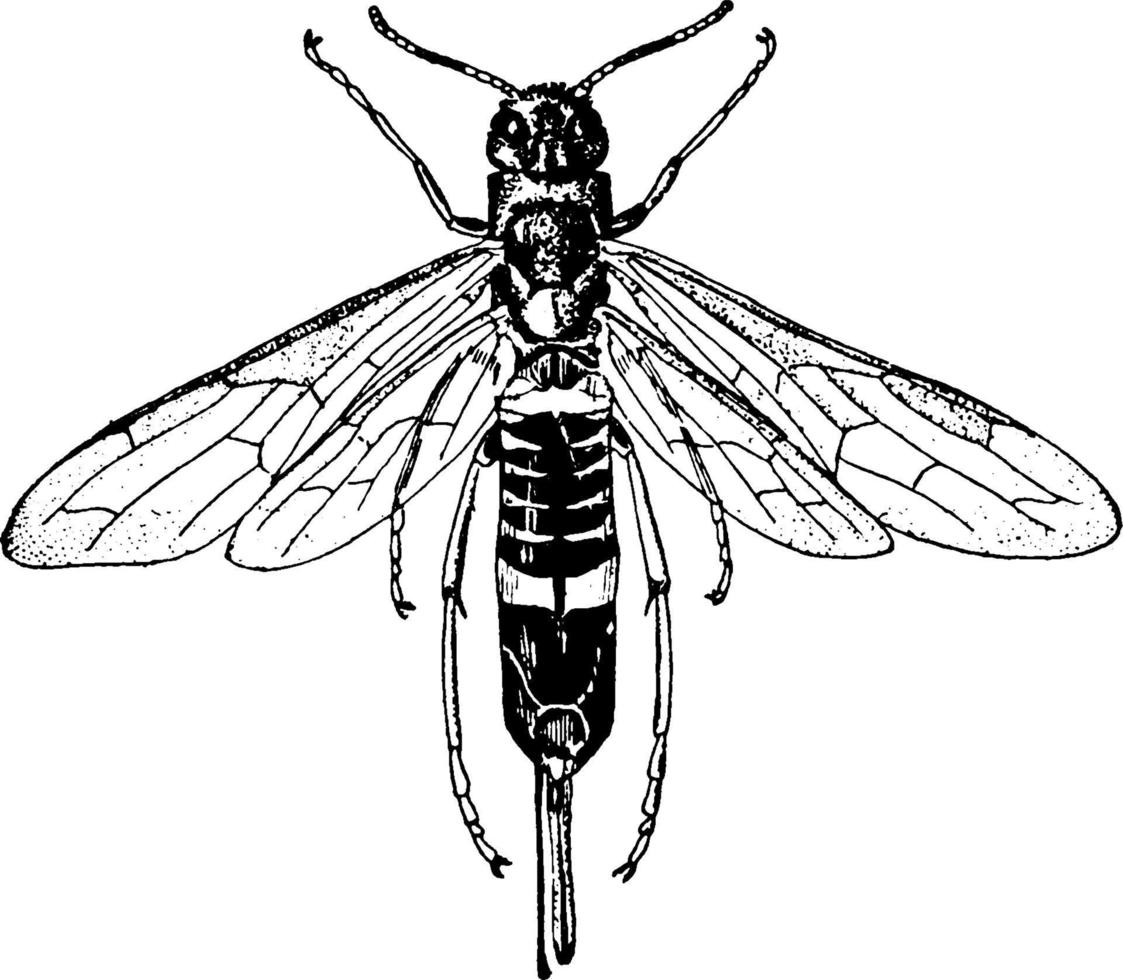 ichneumon wasp, vintage illustration. vector
