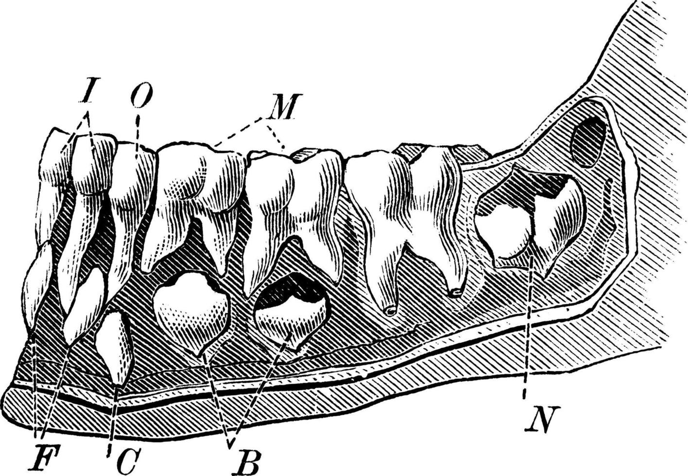 The teeth of a 6 and a half year old child Emergence of Adult Teeth, vintage illustration. vector