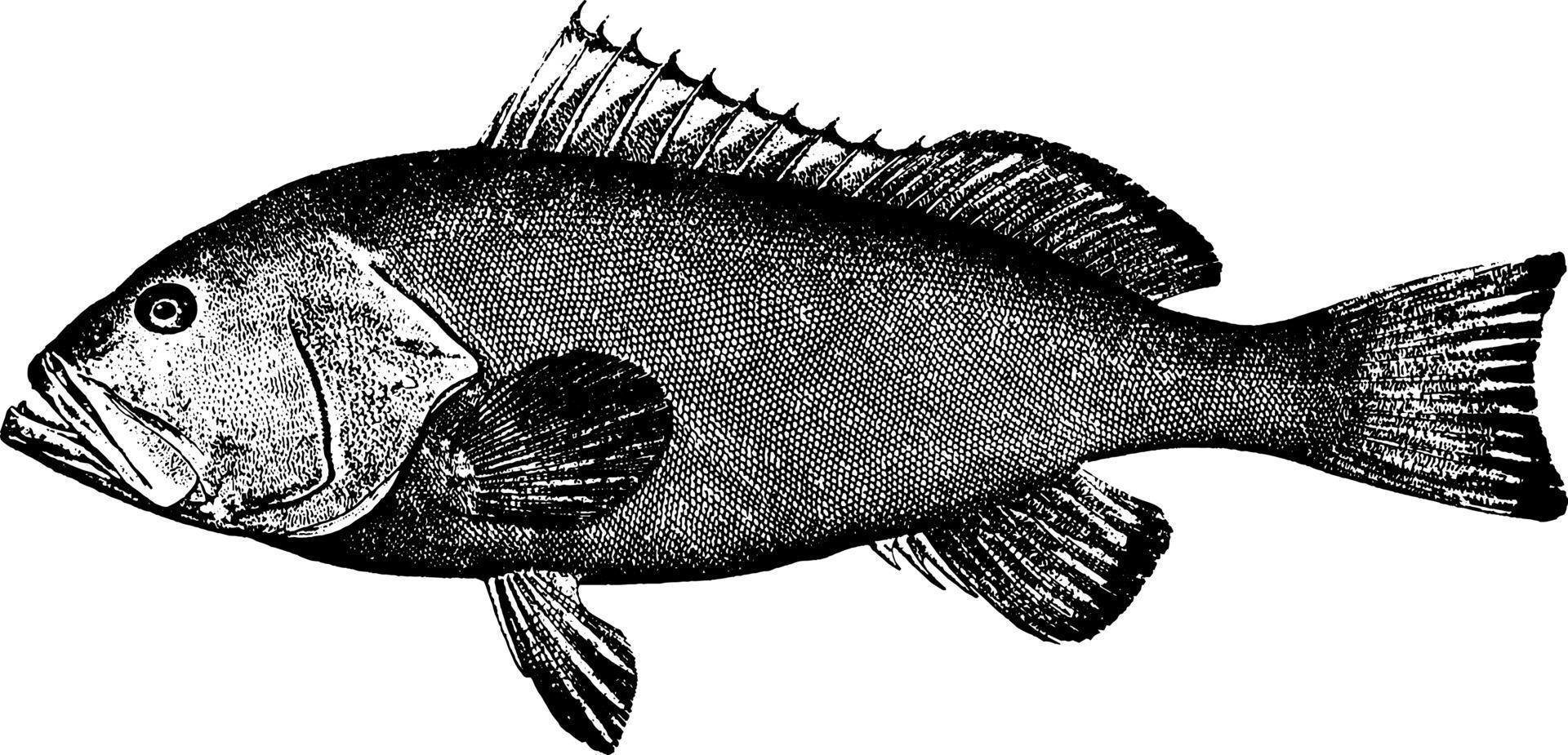 Red Grouper, vintage illustration. vector