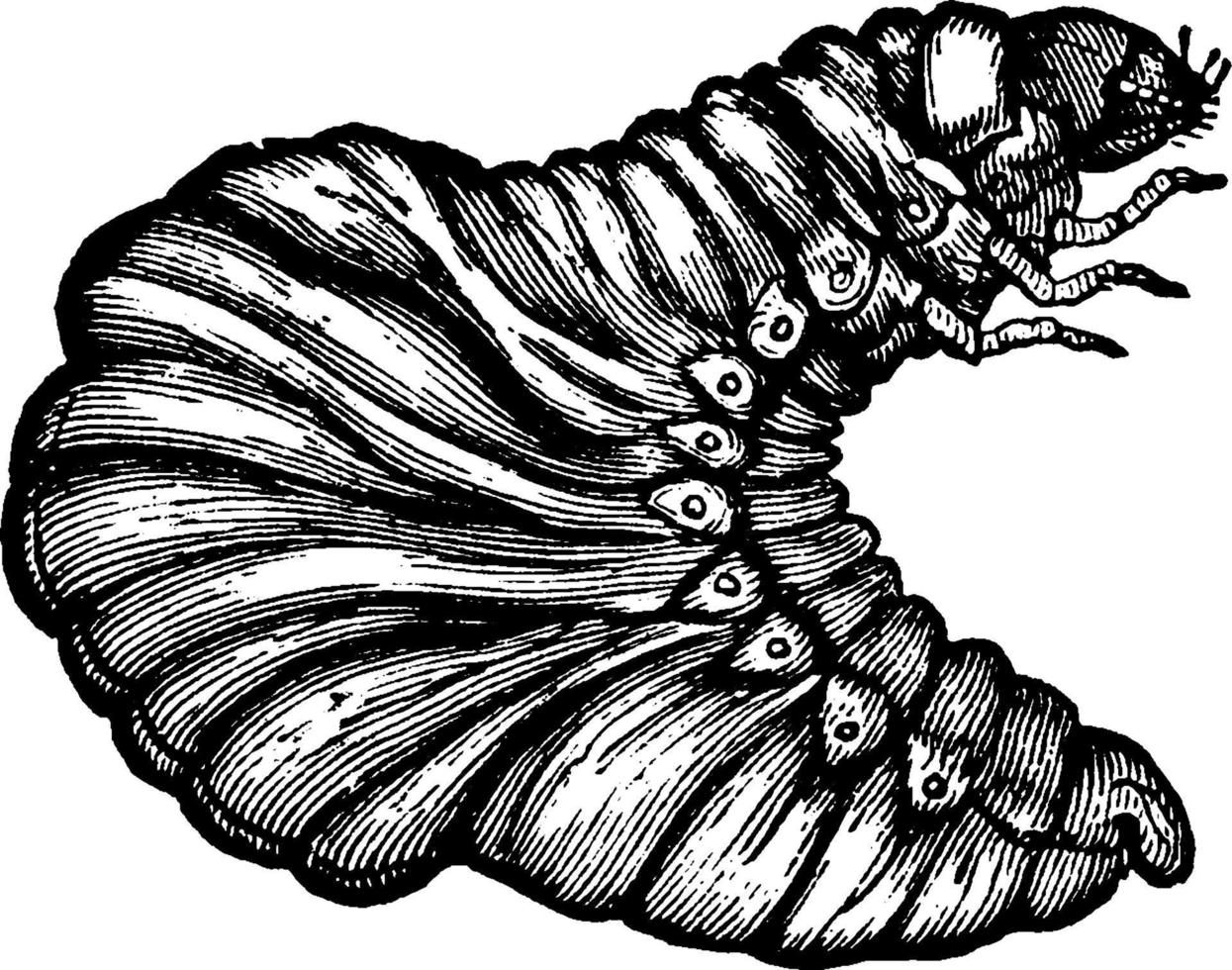 Tumblebug, vintage illustration. vector