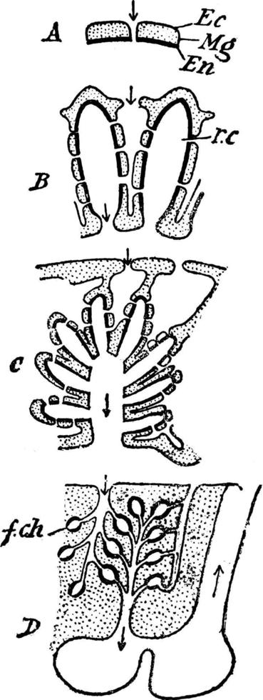 Sponge Canal System, vintage illustration. vector