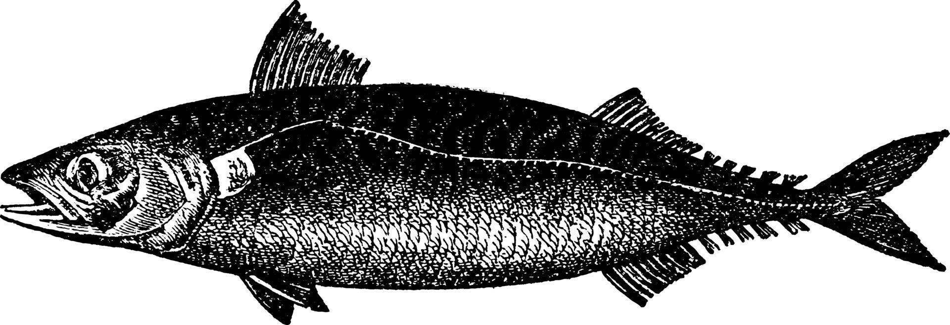 Mackerel, vintage illustration. vector