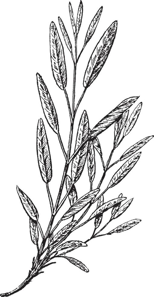 Common Sage vintage illustration. vector