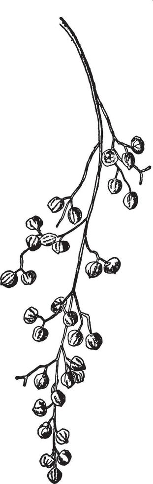 Poison Sumac Fruit vintage illustration. vector