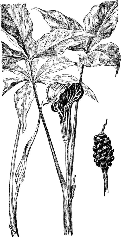 A. Dracontium and A. Triphyllum vintage illustration. vector