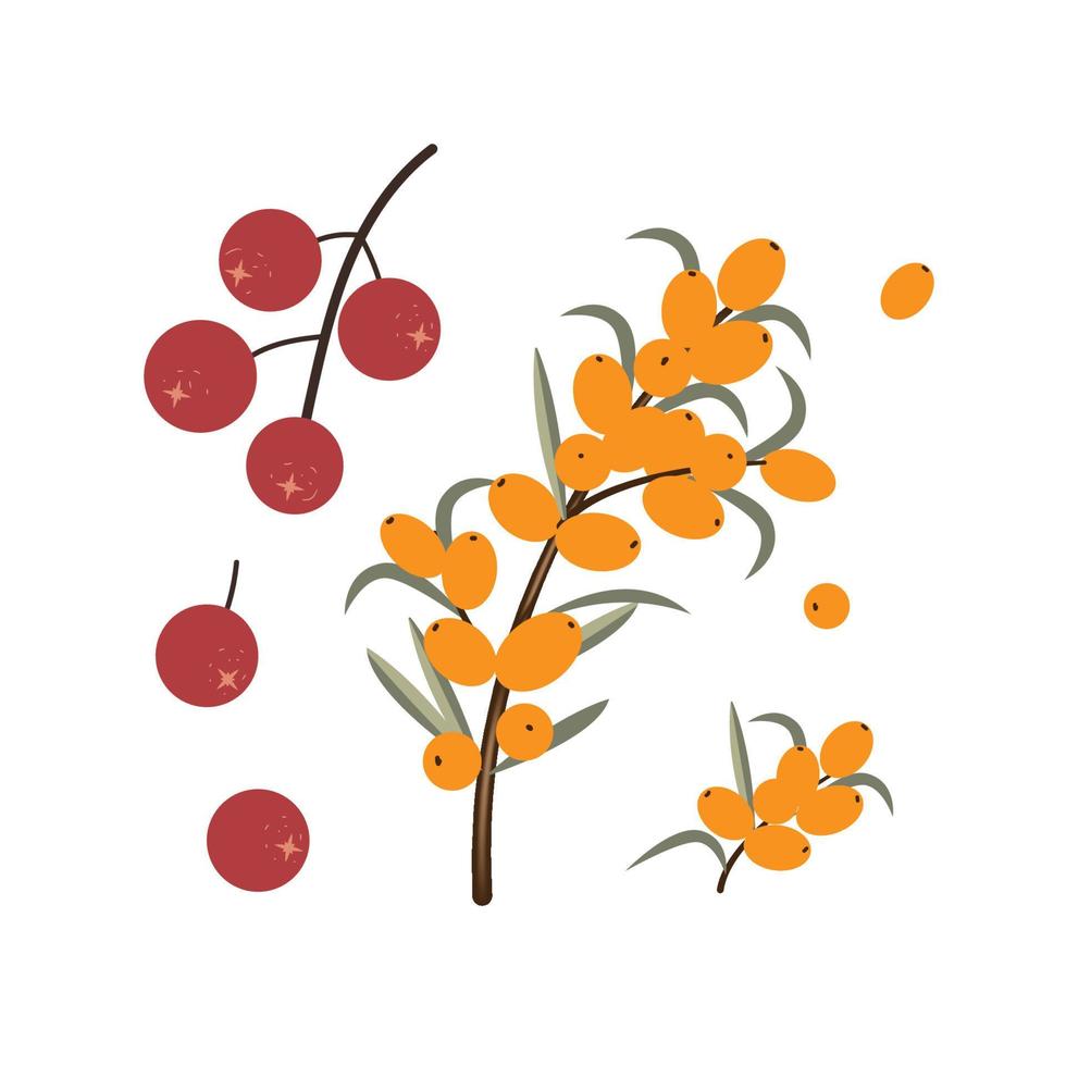 Autumn berries set vector