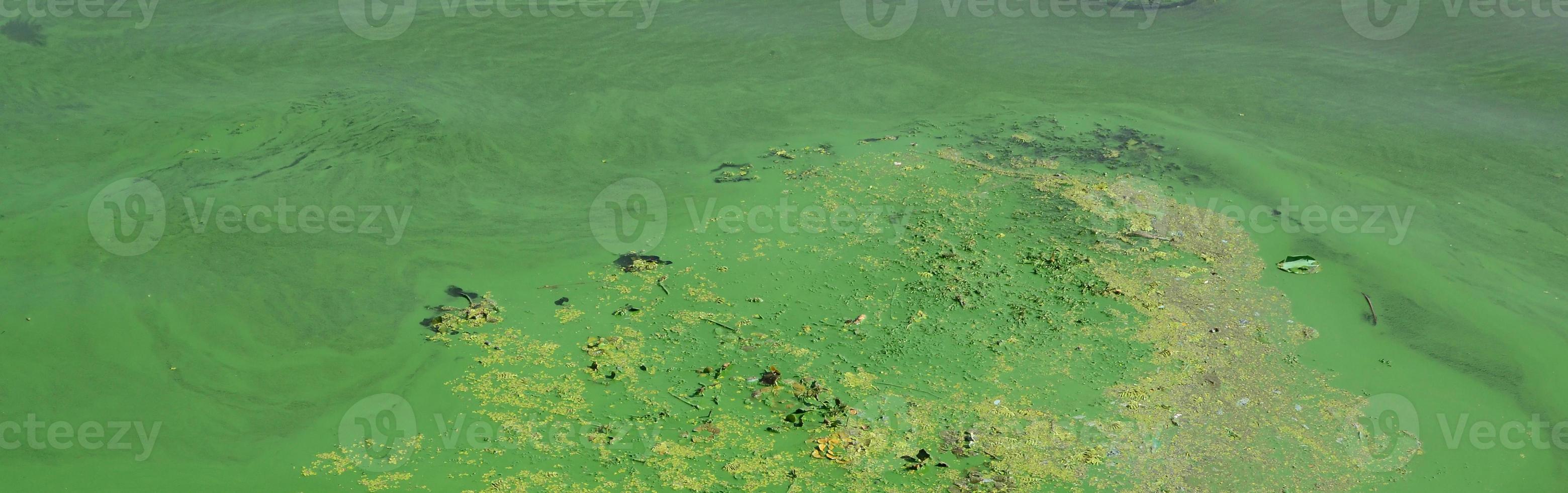 The surface of an old swamp covered with duckweed and lily leaves photo