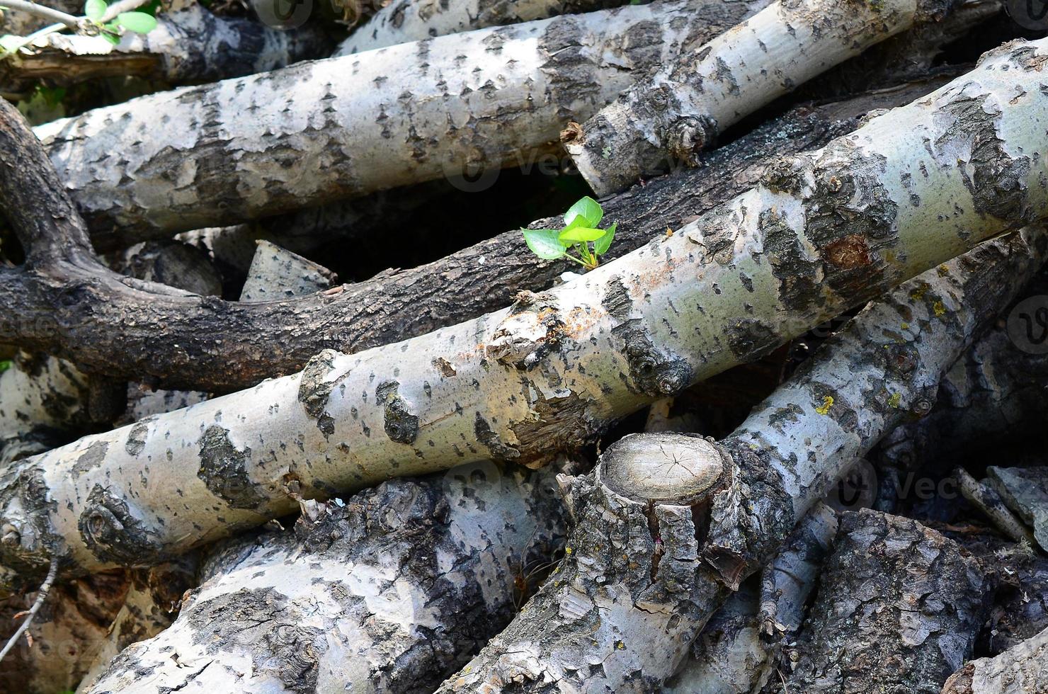Closeup of firewood from old poplar with rough white bark photo