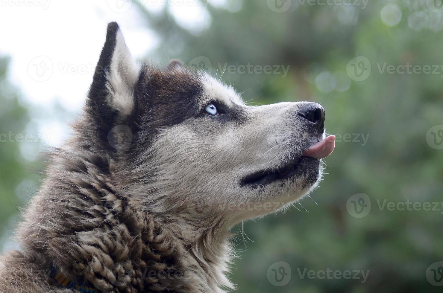 Arctic Malamute with blue eyes muzzle portrait close up. This is a fairly large dog native type photo