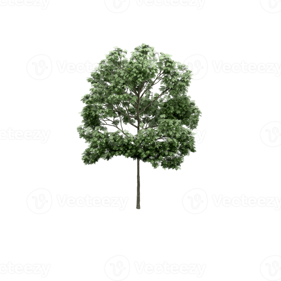 Isometric Tree 3D render png