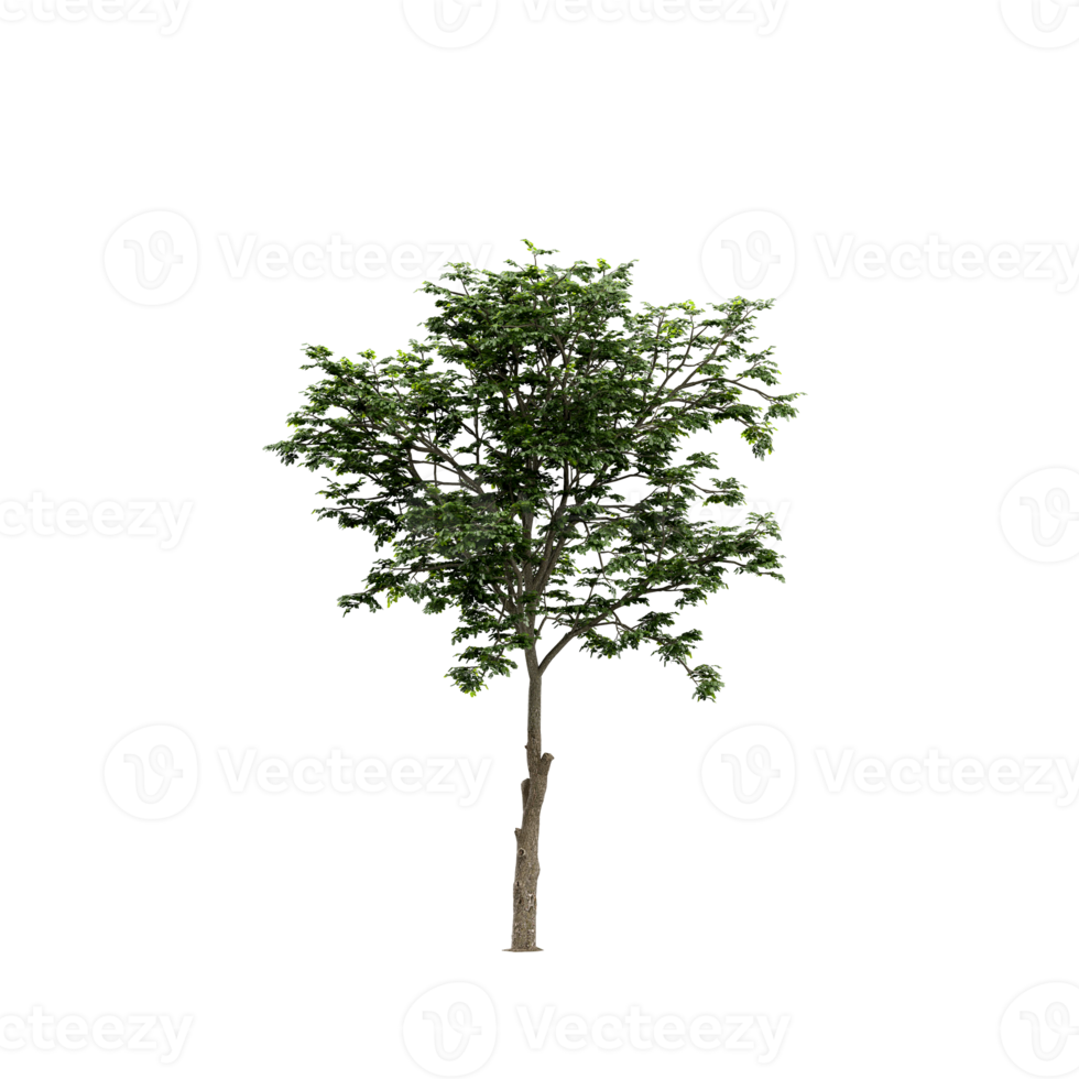 arbre isométrique rendu 3d png