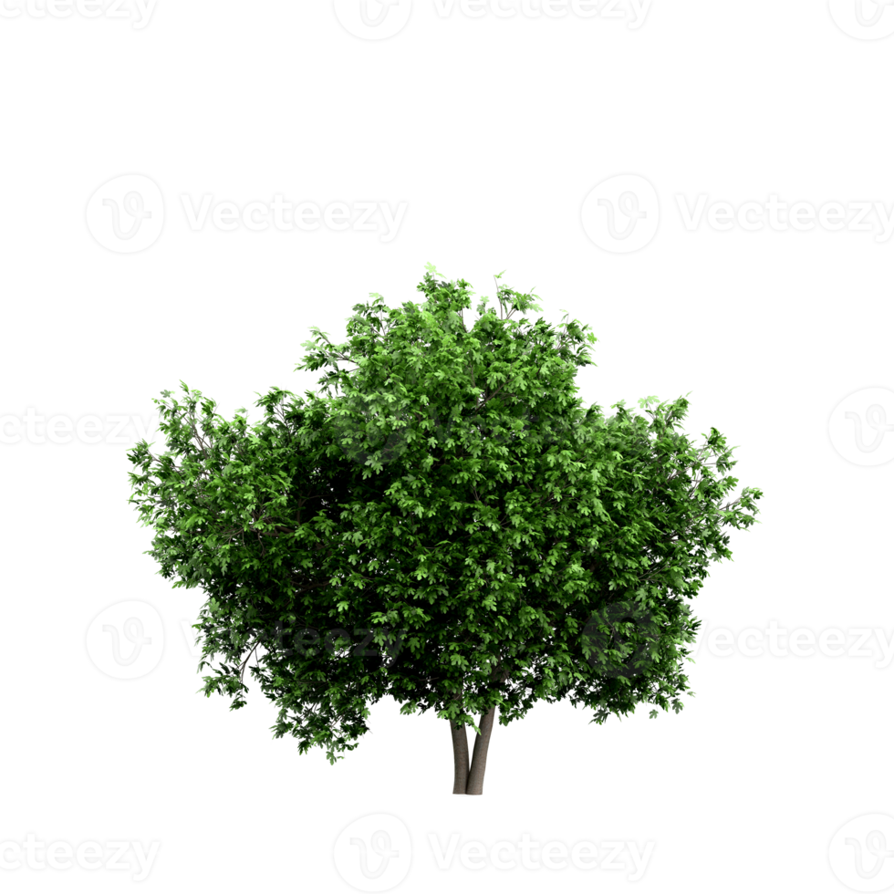 isometrischer baum 3d rendern png